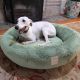 Minky Dot Sage Green Donut Dog Bed – Ultra-soft luxury pet bed with plush bolster for security and comfort. Perfect for all dogs
