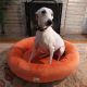 Orange Minky Dot Dog Bed 