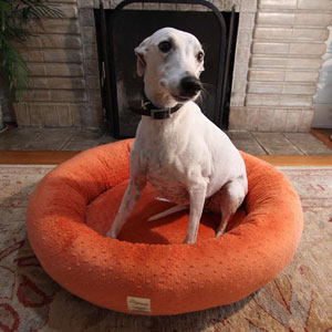 Dog in orange dog bed